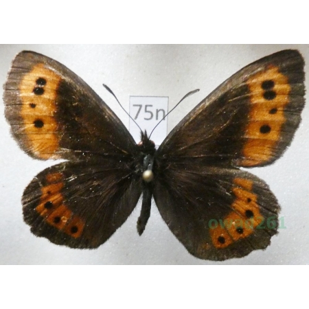 Erebia ligea (Linnaeus, 1758) Górówka boruta Poland75n